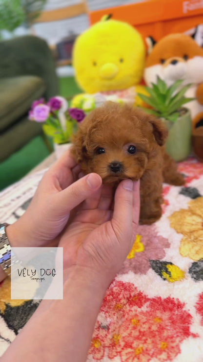 Poodle - GooGoo(Male)