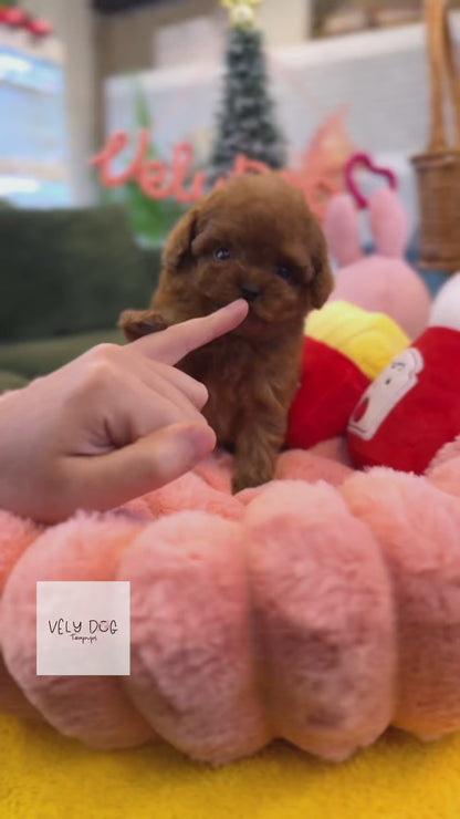 Poodle - Fendi(Female)