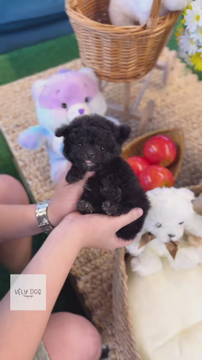 Poodle - Hachu(Female)