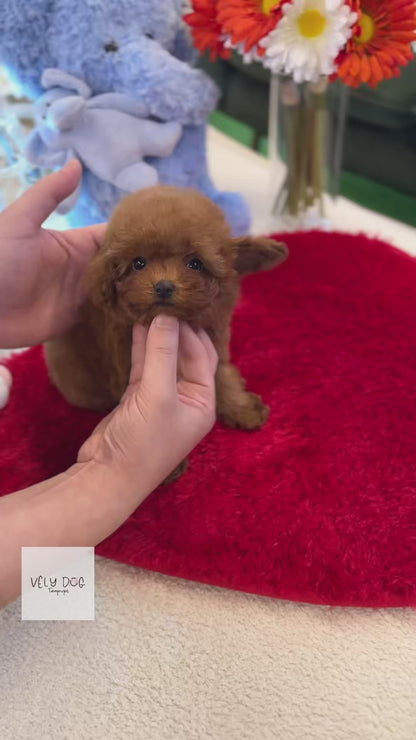 Poodle - Megan(Female)