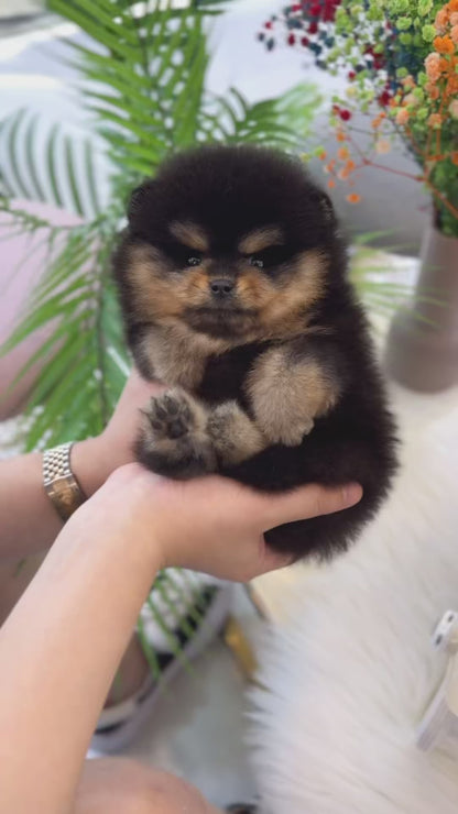 Pomeranian - Navi(Female)