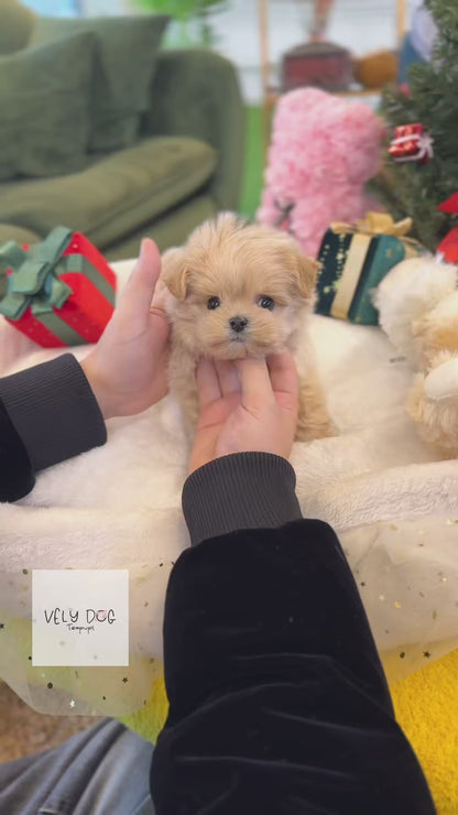 Maltipoo - Cody(Female)