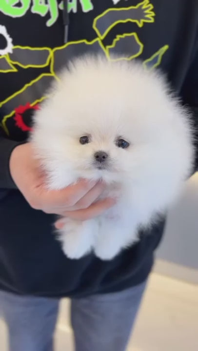 Pomeranian - Ian