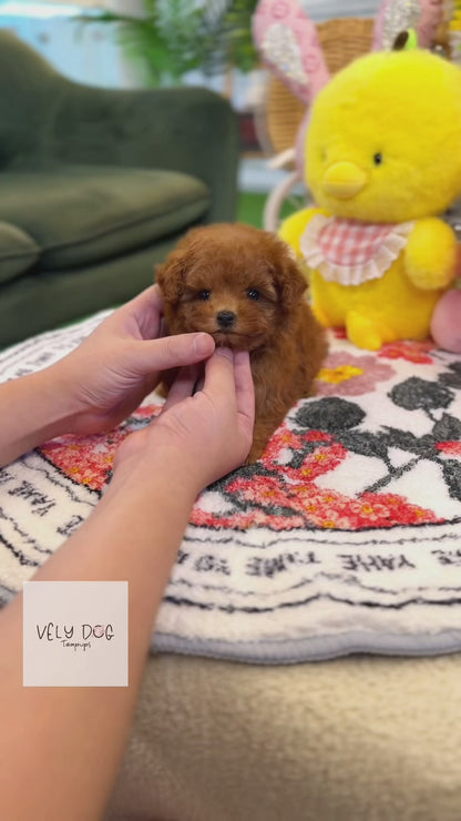 Poodle - Rudy(Female)