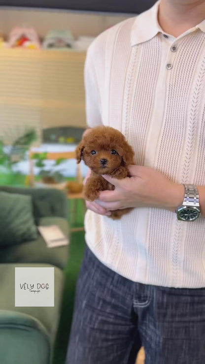 Poodle - Ara(Female)