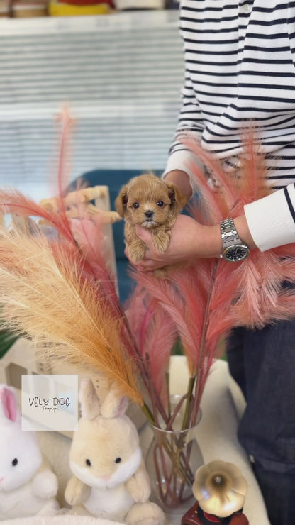 Maltipoo - Lucky(Female)