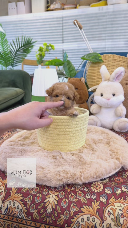 Maltipoo - Bobo(Female)