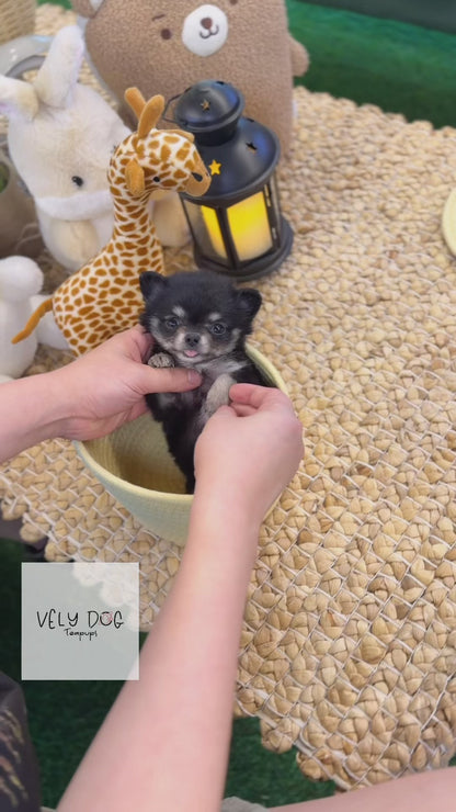 Chihuahua - Terry(Male)