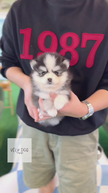 Pomsky - Meilna(Female)