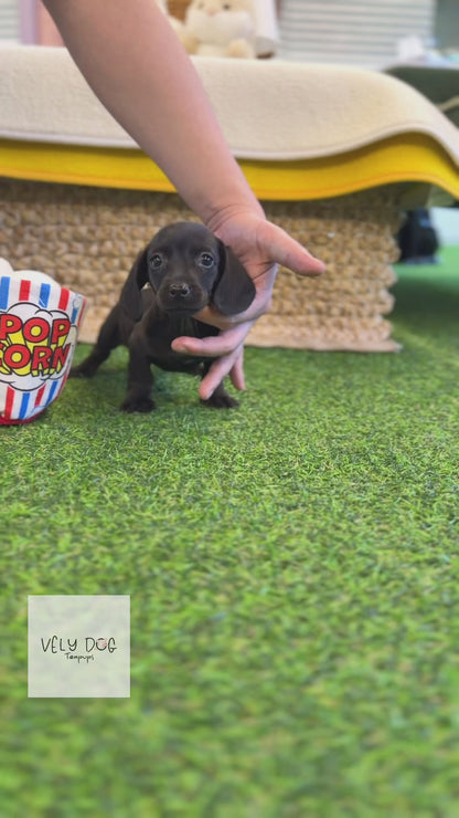 Dachshund - Velvet(Female)