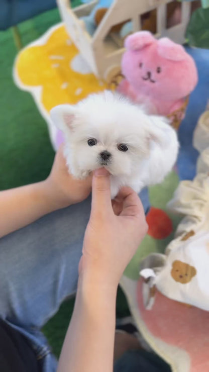 Maltese - Coca(Female)