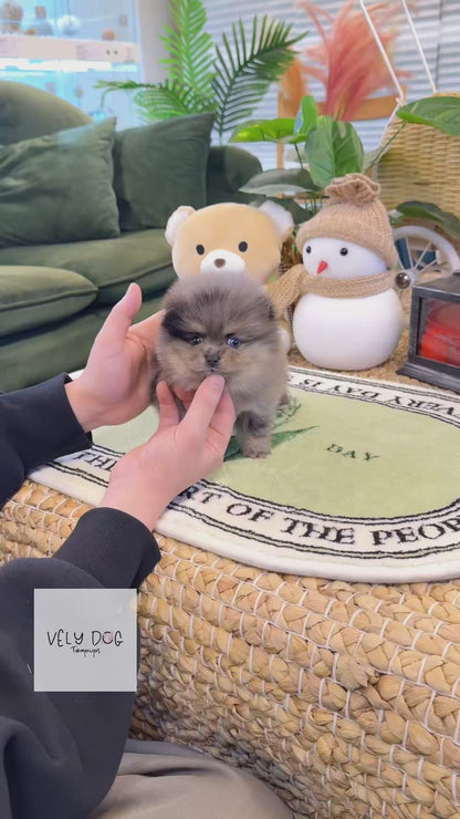 Pomeranian - Ruby(Female)