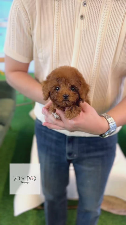 Poodle - Eren(Male)