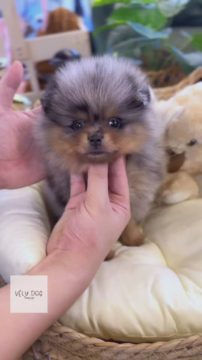 Pomeranian - Foufou(Female)