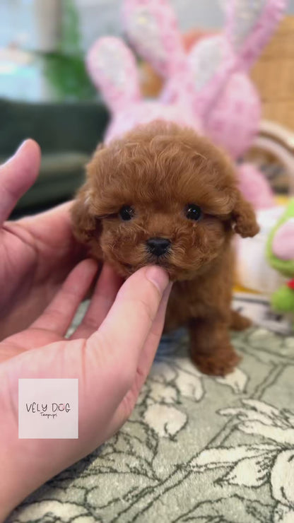 Poodle - Lolo(Female)