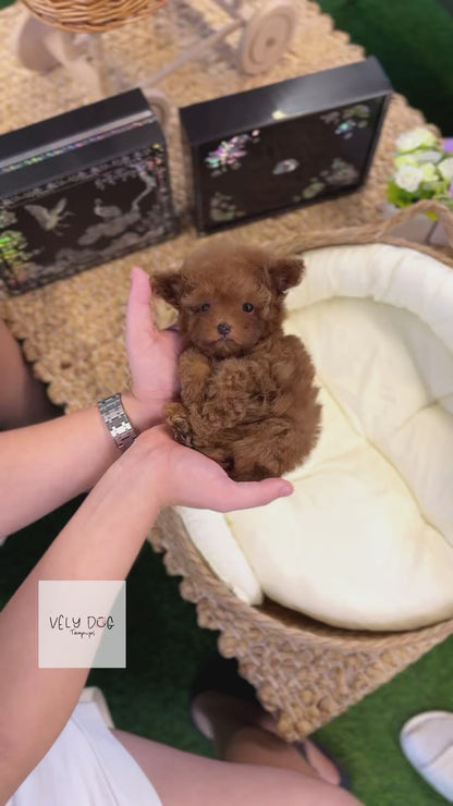 Poodle - Toto(Male)