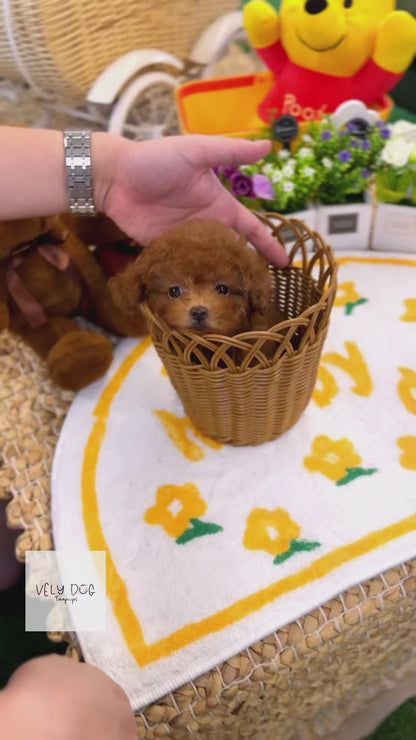 Poodle - Bianca(Female)