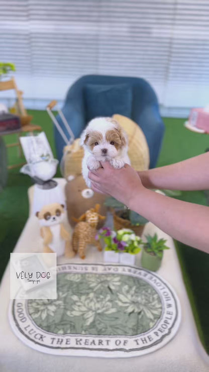 Maltipoo - Twinky(Male)