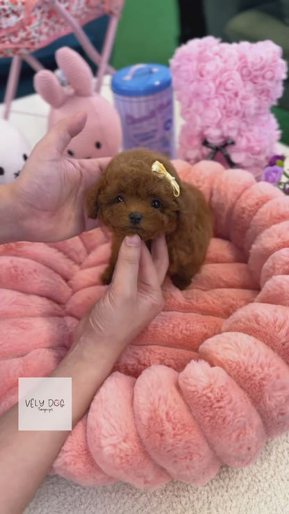 Poodle - Mochu(Male)