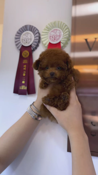 Poodle - Jay(Male)