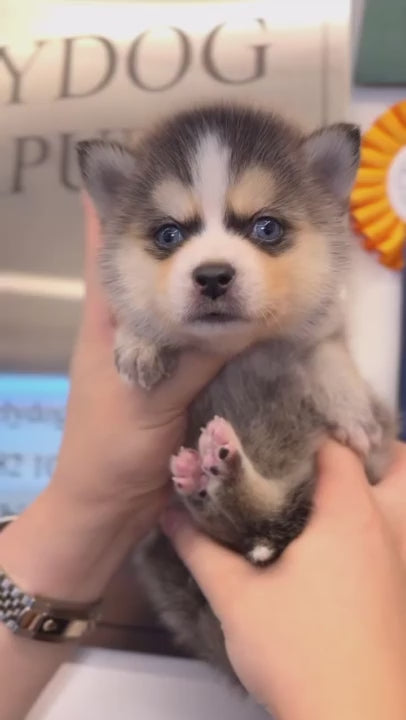 Pomsky - Donald(Male)