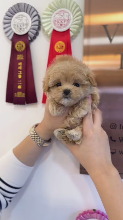 Maltipoo - Gelato(Female)