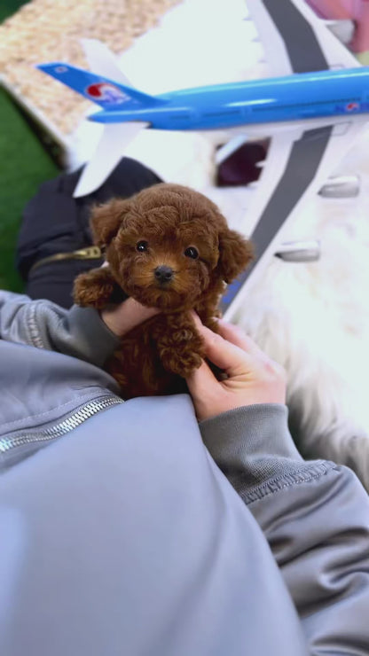 Poodle - Senna(Female)