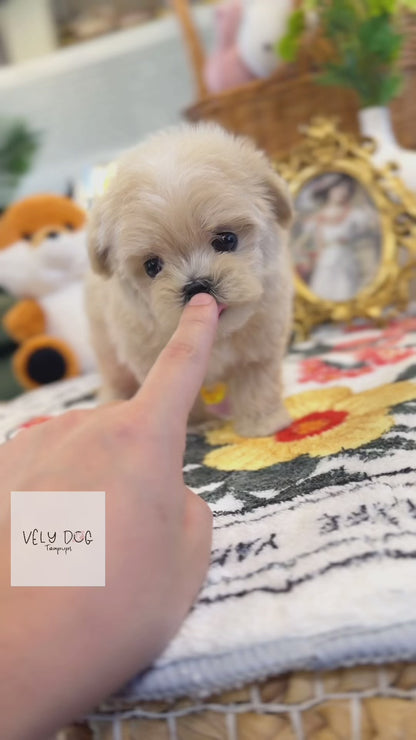 Maltipoo - Star(Male)