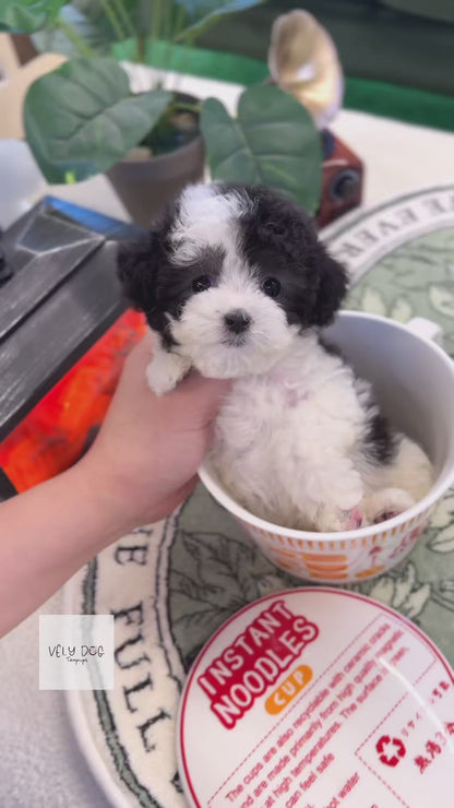 Poodle - Marble(Female)