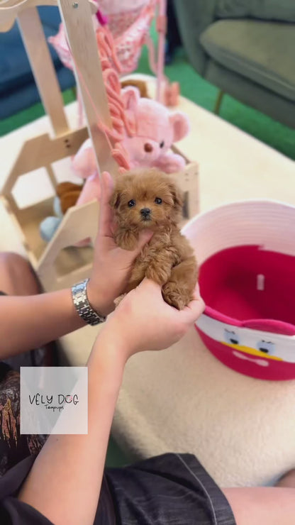 Maltipoo - Wonka(Female)
