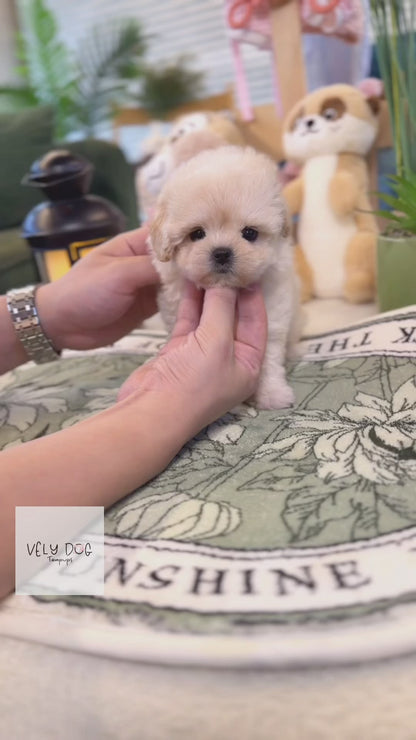 Maltipoo - Loha(Female)