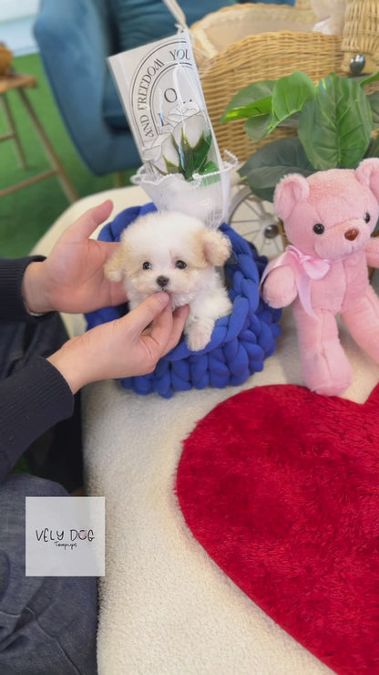 Maltipoo - Cami(Male)