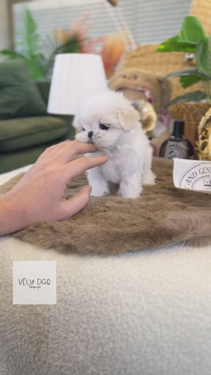 Maltese - Cemmy(Female)