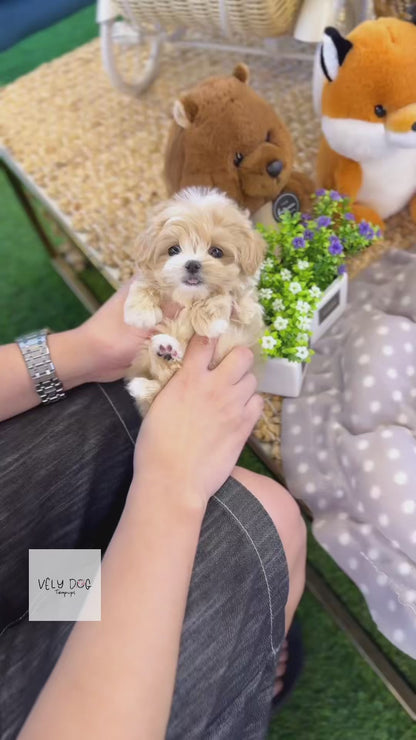 Maltipoo - Mao(Male)
