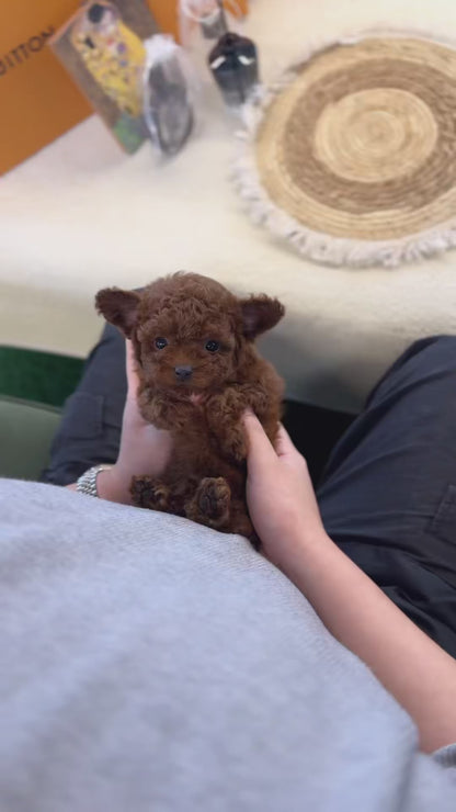 Poodle - Didi(Female)