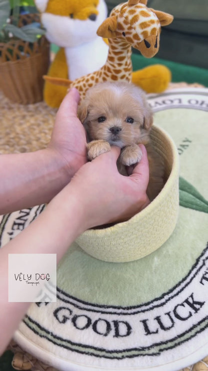Maltipoo - Roma(Male)