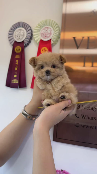 Maltipoo - Tinco(Female)