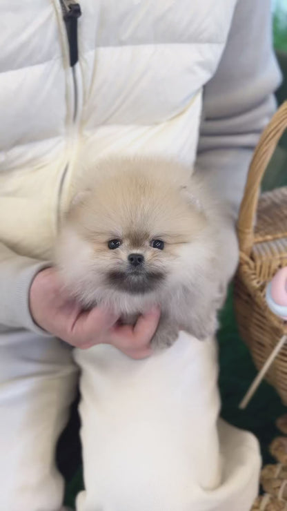 Sabie Pomeranian - Loui(Female)