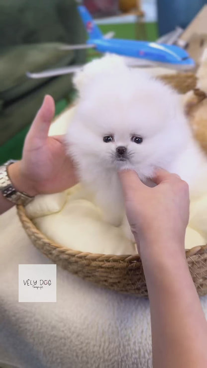 Pomeranian - Snowy(Male)