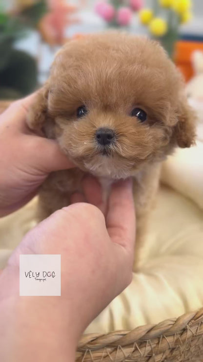 Maltipoo - Coco(Female)