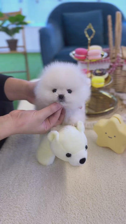 Pomeranian - Marshmallow(Male)