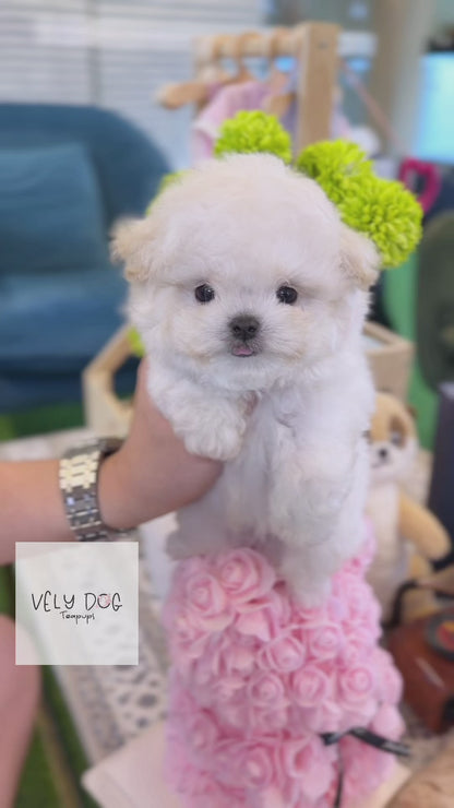 Bichon Frise - Tomy(Female)