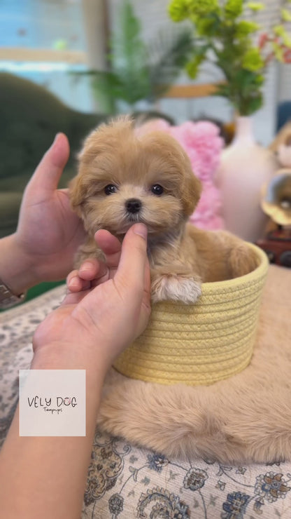 Maltipoo - Chopa(Male)