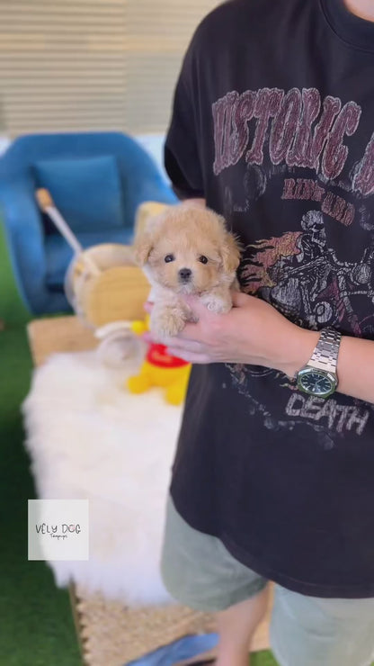 Maltipoo - Toxy(Female)