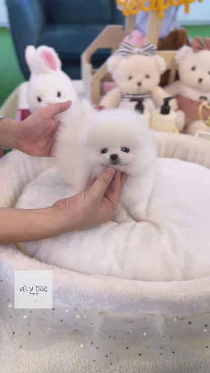 Pomeranian - Aloha(Female)