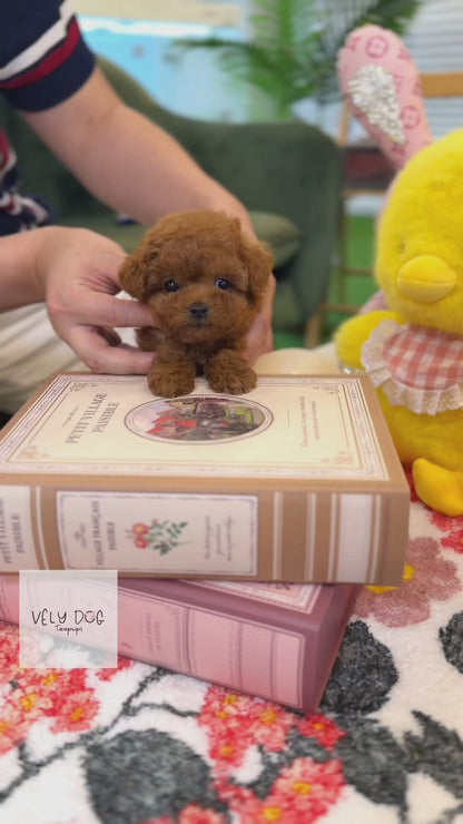 Poodle - Damin(Female)