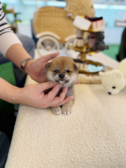 Red Shiba Inu - Mika(female) - Beautiful puppy teacup puppy with adorable features available for adoption from Velydog