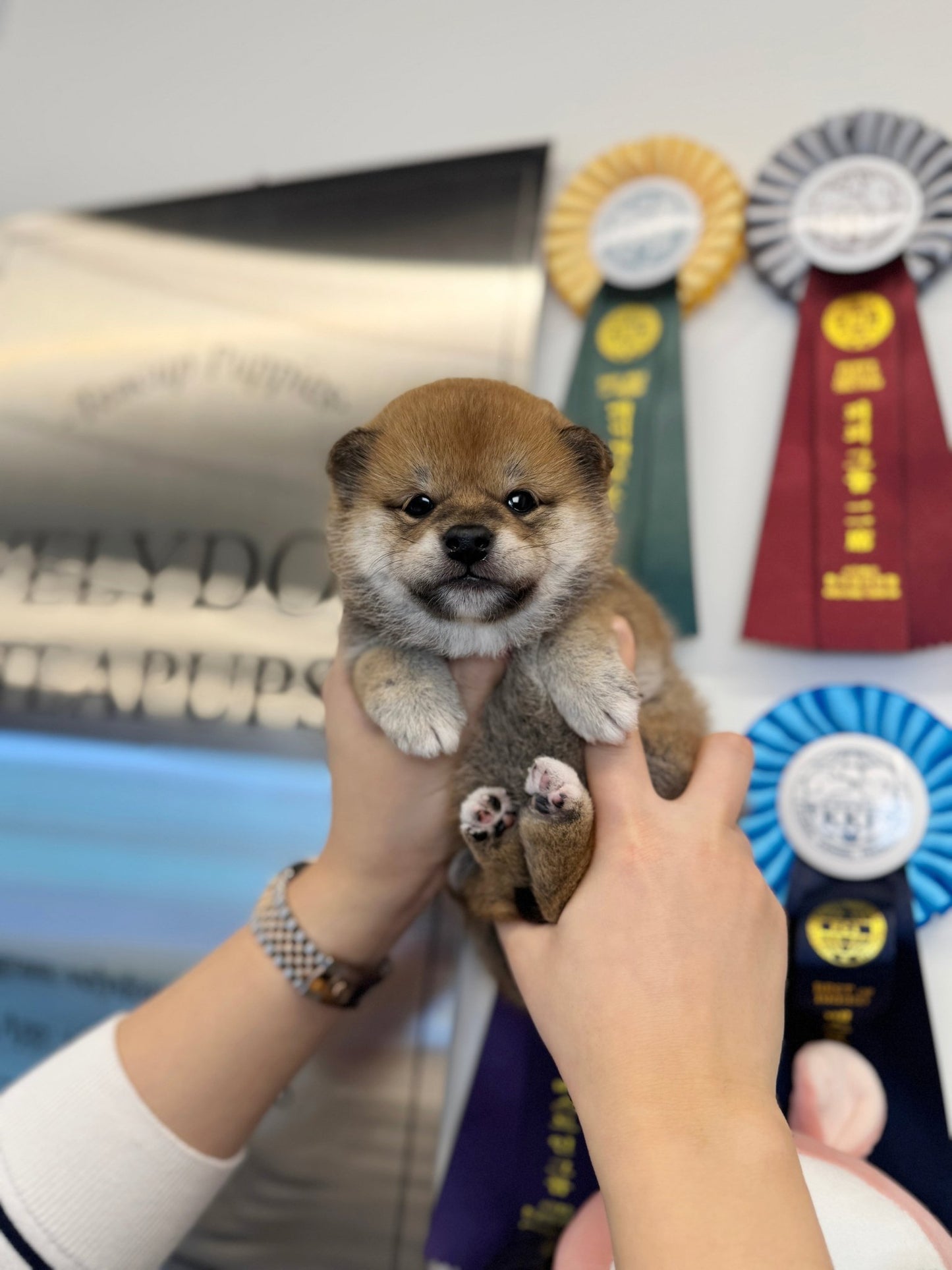 Red Shiba Inu - Mika(female) - Beautiful puppy teacup puppy with adorable features available for adoption from Velydog