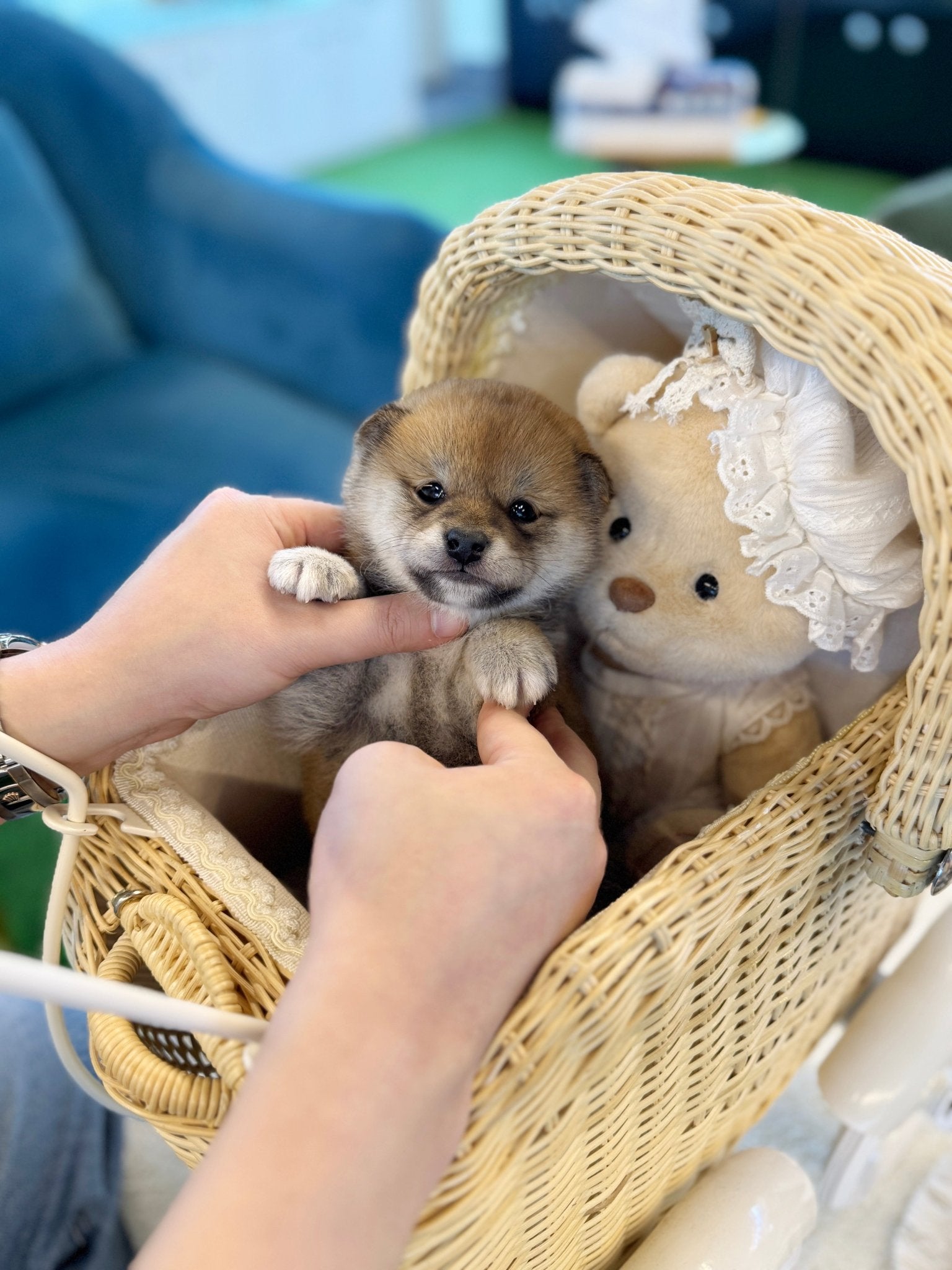 Red Shiba Inu - Mika(female) - Beautiful puppy teacup puppy with adorable features available for adoption from Velydog