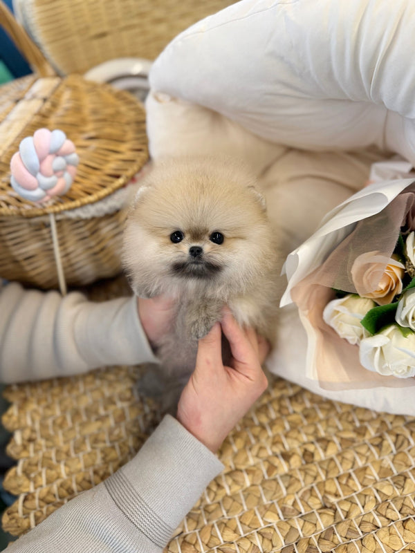 Sabie Pomeranian - Loui(Female) - Beautiful puppy teacup puppy with adorable features available for adoption from Velydog